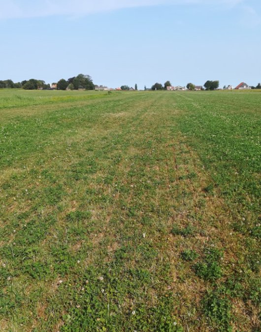 Afbeeldingen. Zichtbaar minder invloed van droogte op een grasklaverperceel van het K&K-bedrijf Koopman door infiltratie van oppervlaktewater met drainage. Door de relatief grote worteldiepte van witte klaver wordt extra van de waterlevering geprofiteerd. De veehouders geven als volgt aan: “De foto's zijn genomen op zandgrond, op dit gedeelte van het bedrijf is vroeger het veen afgegraven. De drains hebben een tussen afstand van 8 meter en een drooglegging van 80 cm tot 60 cm. We hebben 4 gaten geboord, de eerste boven de drain (drooglegging ca. 60cm), en dan iedere keer 1 meter verder van de drain af. Het grondwaterpeil in het boorgat is vanaf de drain gezien t.o.v. maaiveld: 65cm, 95cm, 100cm en in het midden tussen de drains 105cm”. De effecten hiervan op de gewasgroei zijn duidelijk te zien op de foto's.