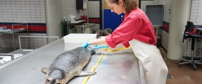 Onderzoek door Universiteit Utrecht aan een in de Westerschelde gestrande gewone zeehond, oktober 2023. Credits: Jelle Boontje