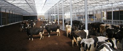 De open ''koeienstal'' biedt ruimte voor 150 melkkoeien. De Vries houdt er nu gemiddeld 130. 