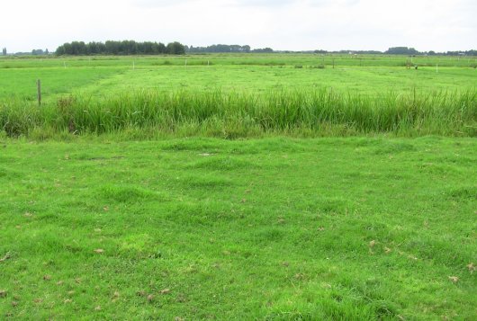 Kurzrasen en stripgrazen – Jaar 2_ Amazing Grazing