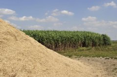 Gehakselde en een perceel Miscanthus (olifantsgras), een gewas dat geschikt is als brandstof, vervanger van veen in potgrond en wordt bescouwd als potentiële grondstof voor bouwmateriaal Gehakselde en een perceel Miscanthus (olifantsgras), een gewas dat geschikt is als brandstof, vervanger van veen in potgrond en wordt bescouwd als potentiële grondstof voor bouwmateriaal