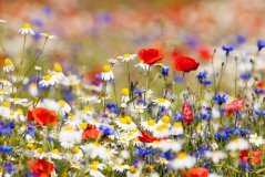 Biodiversiteit Biodiversiteit