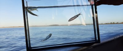 Jonge sprot en jonge haring in de Waddenzee, credits: Margot Maathuis