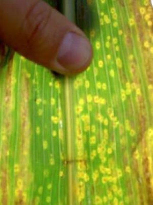 Eyespot (vooral koudere gebieden): gele vlekjes lijkend op oogjes.