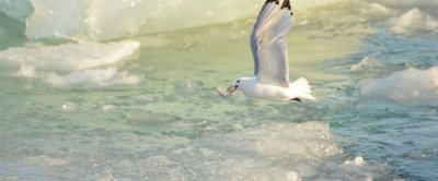 Poolkabeljauw is een belangrijk onderdeel van de voedselketen in het Noordpoolgebied. Ze worden veel gegeten, onder andere door vele soorten vogels zoals deze drieteenmeeuw (Susanne Kühn).