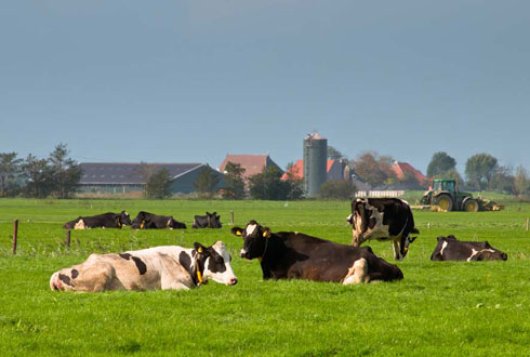 biologische melkveehouderij