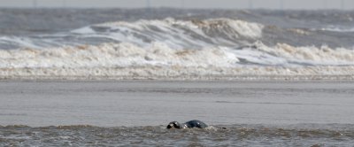 seal_shallow_water_wind_farm_shutterstock_1557376922.jpg