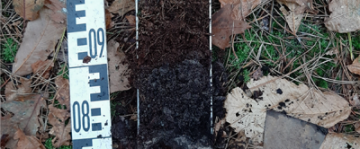 Humushapper met gestoken materiaal uit strooisellaag en bodemprofiel. De bovenzijde van het profiel is aan de bovenkant van de foto.