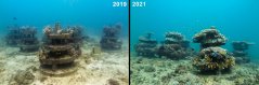 artificial_reefs_concrete_structures_ewout-knoester_1.jpg artificial_reefs_concrete_structures_ewout-knoester_1.jpg