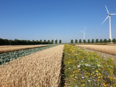 Het proefterrein in Lelystad, gedoopt 'Boerderij van de Toekomst', laat zien dat monocultuur niet de standaard hoeft te zijn. (foto: Fogelina Cuperus) Het proefterrein in Lelystad, gedoopt 'Boerderij van de Toekomst', laat zien dat monocultuur niet de standaard hoeft te zijn. (foto: Fogelina Cuperus)