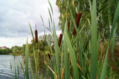 Lisdodde gedijt goed in natte omstandigheden en levert een bijdrage aan biodiversiteit. Het is een vezelgewas dat ook gebruikt kan worden als bijvoorbeel isolatiemateriaal. Lisdodde gedijt goed in natte omstandigheden en levert een bijdrage aan biodiversiteit. Het is een vezelgewas dat ook gebruikt kan worden als bijvoorbeel isolatiemateriaal.