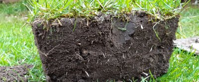 Koolstofopslag in grasvelden zit zowel in de in ondergrondse delen (bodem en wortels) als in de bovengrondse delen