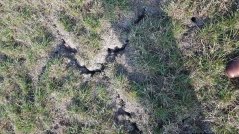 Echter het meeste gras is gemist door de droogte en dan doen de muizen de rest.