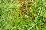 Zelfs de paddenstoelen groeien inmiddels op het gras in deze zware snede.