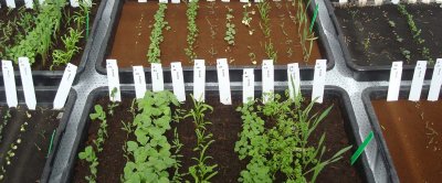 Overview of crops growing in a Mars soil simulant tray.