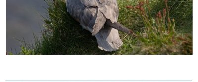 Fulmar Litter Monitoring in the Netherlands - Update 2023.jpg