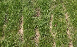 Foto 2.c.: Fout: na 1 week - gras onder mest is dood
