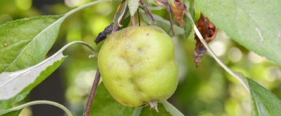 Appel met zuigschade door schildwantsen (Foto: Tim Haye)