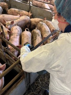 Een onderzoeker verzamelt data in de stal om het welzijn van de varkens objectief te kunnen beoordelen. Foto WUR. Een onderzoeker verzamelt data in de stal om het welzijn van de varkens objectief te kunnen beoordelen. Foto WUR.