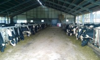 Jongveestal met vrije overspanning