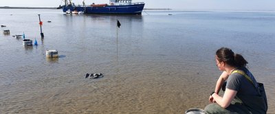 Waddenmozaïekonderzoekster Sterre Witte bij het kooienexperiment, waarbij de invloed van predatoren zoals krabben en zeesterren op de vestigingskansen van mossels op hard substraat werd onderzocht.