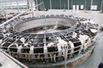 De koeien worden gemolken in een rotor