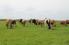 Op KTC Zegveld wordt dagelijks omweiden vergeleken met een vernieuwend stripgraas systeem