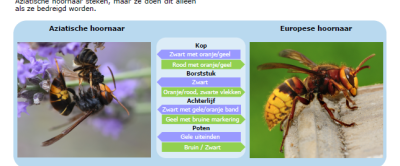 Herken jij de Aziatische hoornaar.png
