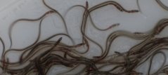 Glasaaltjes krijgen gaandeweg meer pigment en veranderen in het volgende stadium: elver. Glasaaltjes krijgen gaandeweg meer pigment en veranderen in het volgende stadium: elver.
