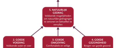 Zes principes dierenwelzijn - Raad voor Dieraangelegenheden