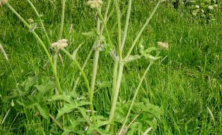 Gewone Berenklauw (Heracleum sphondylium) Bron: Wikipedia