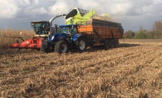 Figure 1, Miscanthus harvest (Cradle Crops)