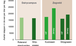 Figuur 1: Betreding in de beweidingsproeven van Amazing Grazing op Dairy Campus (bijna 8 uur dagweiden) en Zegveld (ruim 12 uur nachtweiden); gemiddeld aantal stappen van alle vier de poten, in de wei per dag bij stripgrazen, roterend standweiden en kurzrasen van HF en Jersey koeien (2015 en 2017).
