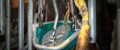 Koe urineert in de Hanskmap CowToilet