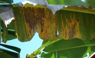 Black Sigatoka in banaan