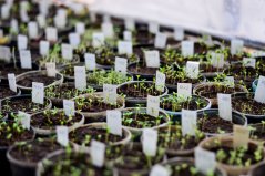 Met veredeling kan de opbrengst van peulvruchten omhoog. Foto: Shutterstock Met veredeling kan de opbrengst van peulvruchten omhoog. Foto: Shutterstock