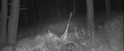 Wolf eet van prooi. (Bron: Wolvenmeldpunt)