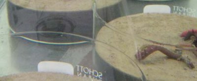 Blootstelling van wadpieren aan microplastic.