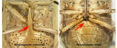 21_Halyomorpha_halys.jpg