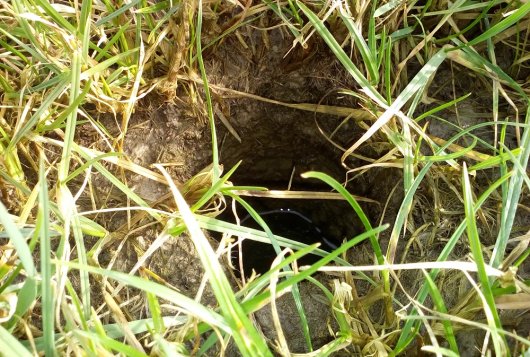 Verschil in effecten van woelen grasland op zavel en zware klei