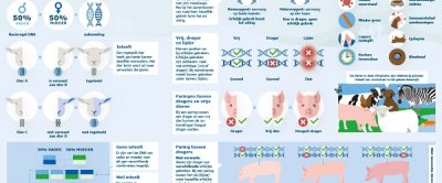 Infographic 1: Wat is inteelt en waarom is het een probleem