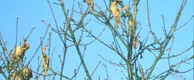De Bastaardsatijnvlinder Euproctis chryssorhoea heeft ook irriterende haren en leeft op eik, duindoorn en meidoorn. Deze soort vormt winternesten waarin de jonge rupsen overwinteren. Deze nesten worden niet op de stam maar in de kroon gevormd (foto's Wageningen Environmental Research)