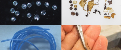 Voorbeelden van plastics uit verschillende dieren van dit onderzoek. Boven Links: Kleine korrels uit magen van schol. Boven rechts: Plastics gevonden in een stormvogel. Grootte en plastictype van de pellets lijken op de ZOE-pellets, maar kleur en verwering wijzen op een andere oorsprong. Onder links: Een draad gegeten door een gewone zeehond. Onder rechts: een klein touw uit de maag van een zeekoet.