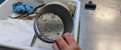 Om ook de allerkleinste stukjes plastic te verzamelen, worden de stormvogelmagen uitgespoeld boven een filter. (Foto: Harm ten Napel)