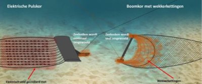 Platvissen moeten worden opgeschrikt om ze in het net te krijgen. Bij boomkorvissen gebeurt dat met kettingen die over de grond slepen, bij pulsvissen met stroomstootjes. Illustratie: Justin Tiano