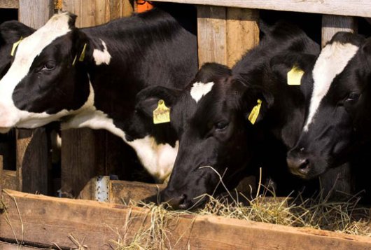 koeien veeteelt landbouw