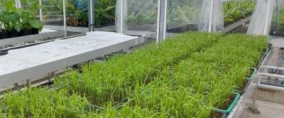 De rijst is geteeld in een kas van Wageningen Plant Research 
