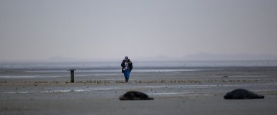 Sophie Brasseur tijdens zeehondentelling op Griend (foto: Jeroen Hoekendijk)