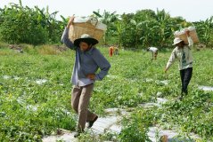 Boeren op een meloenenplantage in de Mekongdelta. Foto: Xuanhuongho / Shutterstock.com Boeren op een meloenenplantage in de Mekongdelta. Foto: Xuanhuongho / Shutterstock.com