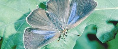 In de leidraad wordt aanbevolen om rekening te houden met zeldzame vlindersoorten, zoals de Eikenpage, die eveneens worden aangetast door het preparaat (foto: Wageningen Environmental Research)